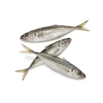 Horse Mackerel