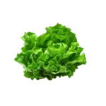 Lettuce