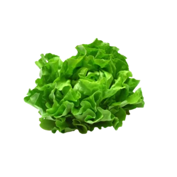 Lettuce
